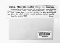 Geotrichum candidum image